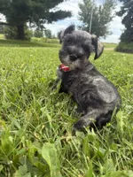 Bagel, a male Miniature Schnauzer for sale in Des Moines, IA – 3 of 10