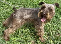 Homer, a male Miniature Schnauzer for sale in Waterloo, IA – 9 of 10