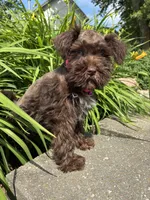 Jewel, a female Miniature Schnauzer for sale in Waterloo, IA – 6 of 10