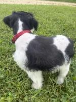 Oreo, a male Miniature Schnauzer for sale in Des Moines, IA – 2 of 9