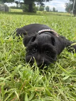 Snickers, a female Miniature Schnauzer for sale in Des Moines, IA – 4 of 10