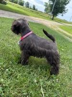 Jewel, a female Miniature Schnauzer for sale in Waterloo, IA – 5 of 10
