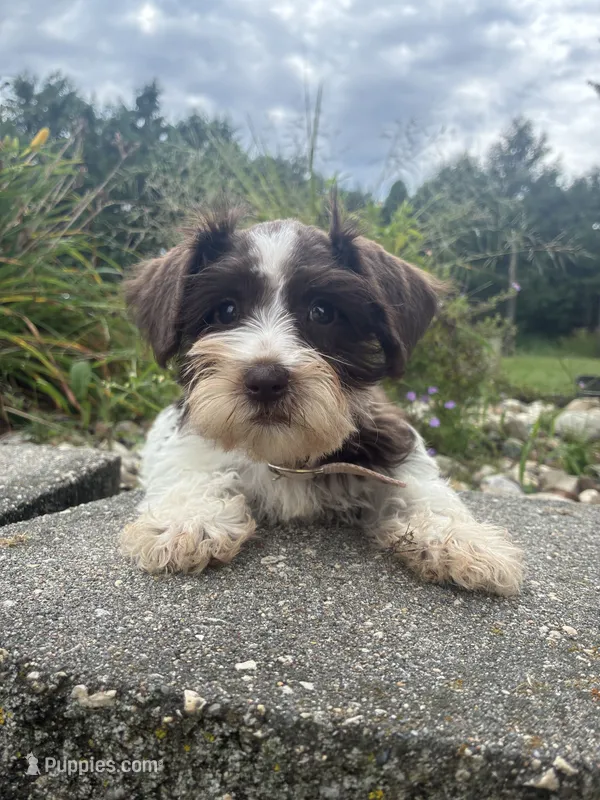 Truffle – Miniature Schnauzer puppy for sale in Des Moines, IA