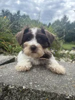 Truffle, a female Miniature Schnauzer for sale in Des Moines, IA – 3 of 9