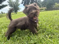 Caramel, a female Miniature Schnauzer for sale in Des Moines, IA – 5 of 10