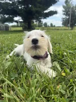 Nugget, a female Miniature Schnauzer for sale in Des Moines, IA – 5 of 10