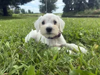 Nugget, a female Miniature Schnauzer for sale in Des Moines, IA – 2 of 10