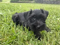 Snickers, a female Miniature Schnauzer for sale in Des Moines, IA – 5 of 10