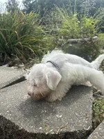 Almond, a female Miniature Schnauzer for sale in Des Moines, IA – 6 of 9