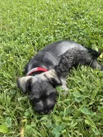 Bagel, a male Miniature Schnauzer for sale in Des Moines, IA – 8 of 10