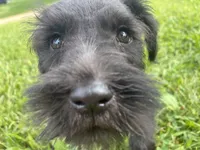 Biscuit, a male Miniature Schnauzer for sale in Des Moines, IA – 8 of 10
