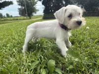 Nugget, a female Miniature Schnauzer for sale in Des Moines, IA – 7 of 10