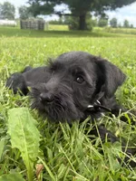 Biscuit, a male Miniature Schnauzer for sale in Des Moines, IA – 3 of 10