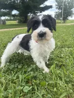 Oreo, a male Miniature Schnauzer for sale in Des Moines, IA – 8 of 9