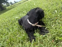 Snickers, a female Miniature Schnauzer for sale in Des Moines, IA – 3 of 10