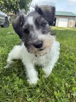 Homer, a male Miniature Schnauzer for sale in Waterloo, IA – 8 of 10