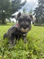 Bagel, a male Miniature Schnauzer for sale in Des Moines, IA – 6 of 10