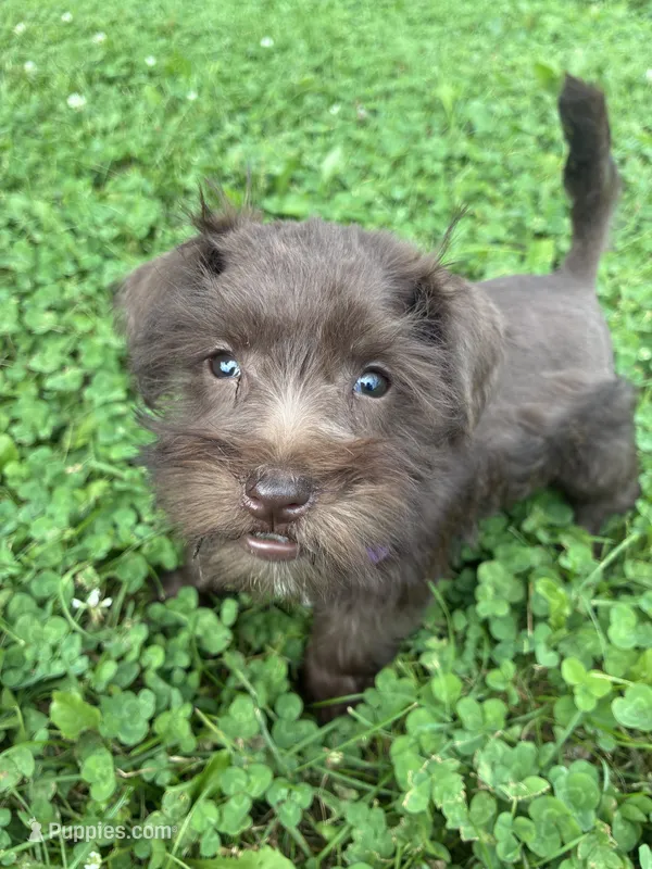 Caramel – Miniature Schnauzer puppy for sale in Des Moines, IA