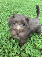 Caramel, a female Miniature Schnauzer for sale in Des Moines, IA – 1 of 10