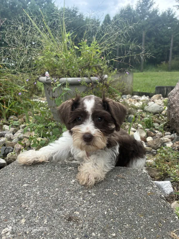 Truffle – Miniature Schnauzer puppy for sale in Des Moines, IA