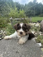 Truffle, a female Miniature Schnauzer for sale in Des Moines, IA – 1 of 9