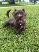 Caramel, a female Miniature Schnauzer for sale in Des Moines, IA – 2 of 10