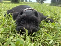 Snickers, a female Miniature Schnauzer for sale in Des Moines, IA – 6 of 10