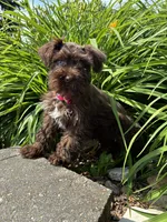 Jewel, a female Miniature Schnauzer for sale in Waterloo, IA – 8 of 10