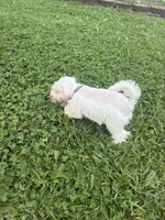Almond, a female Miniature Schnauzer for sale in Des Moines, IA – 5 of 9