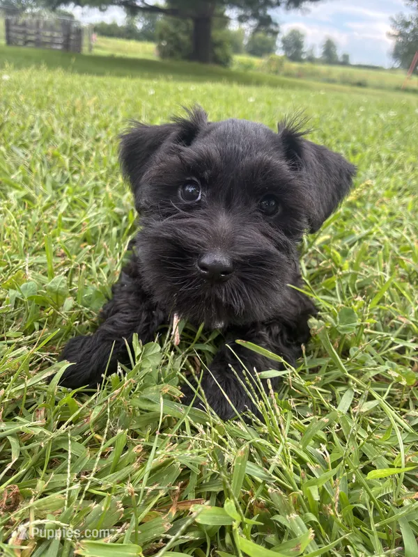 Snickers – Miniature Schnauzer puppy for sale in Des Moines, IA