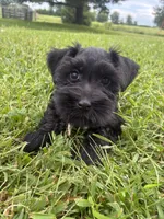 Snickers, a female Miniature Schnauzer for sale in Des Moines, IA – 1 of 10