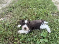 Truffle, a female Miniature Schnauzer for sale in Des Moines, IA – 6 of 9