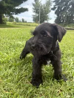 Biscuit, a male Miniature Schnauzer for sale in Des Moines, IA – 10 of 10