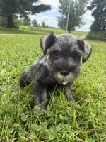 Bagel, a male Miniature Schnauzer for sale in Des Moines, IA – 4 of 10