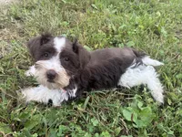 Truffle, a female Miniature Schnauzer for sale in Des Moines, IA – 5 of 9