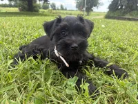 Snickers, a female Miniature Schnauzer for sale in Des Moines, IA – 7 of 10