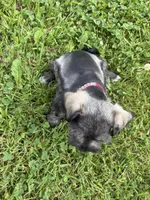 Bagel, a male Miniature Schnauzer for sale in Des Moines, IA – 5 of 10