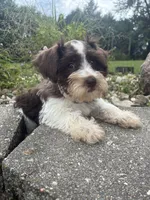 Truffle, a female Miniature Schnauzer for sale in Des Moines, IA – 4 of 9
