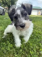 Homer, a male Miniature Schnauzer for sale in Waterloo, IA – 5 of 10