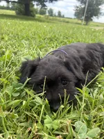 Muffin, a female Miniature Schnauzer for sale in Des Moines, IA – 3 of 10