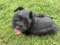 Muffin, a female Miniature Schnauzer for sale in Des Moines, IA – 2 of 10