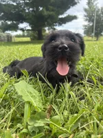 Biscuit, a male Miniature Schnauzer for sale in Des Moines, IA – 7 of 10