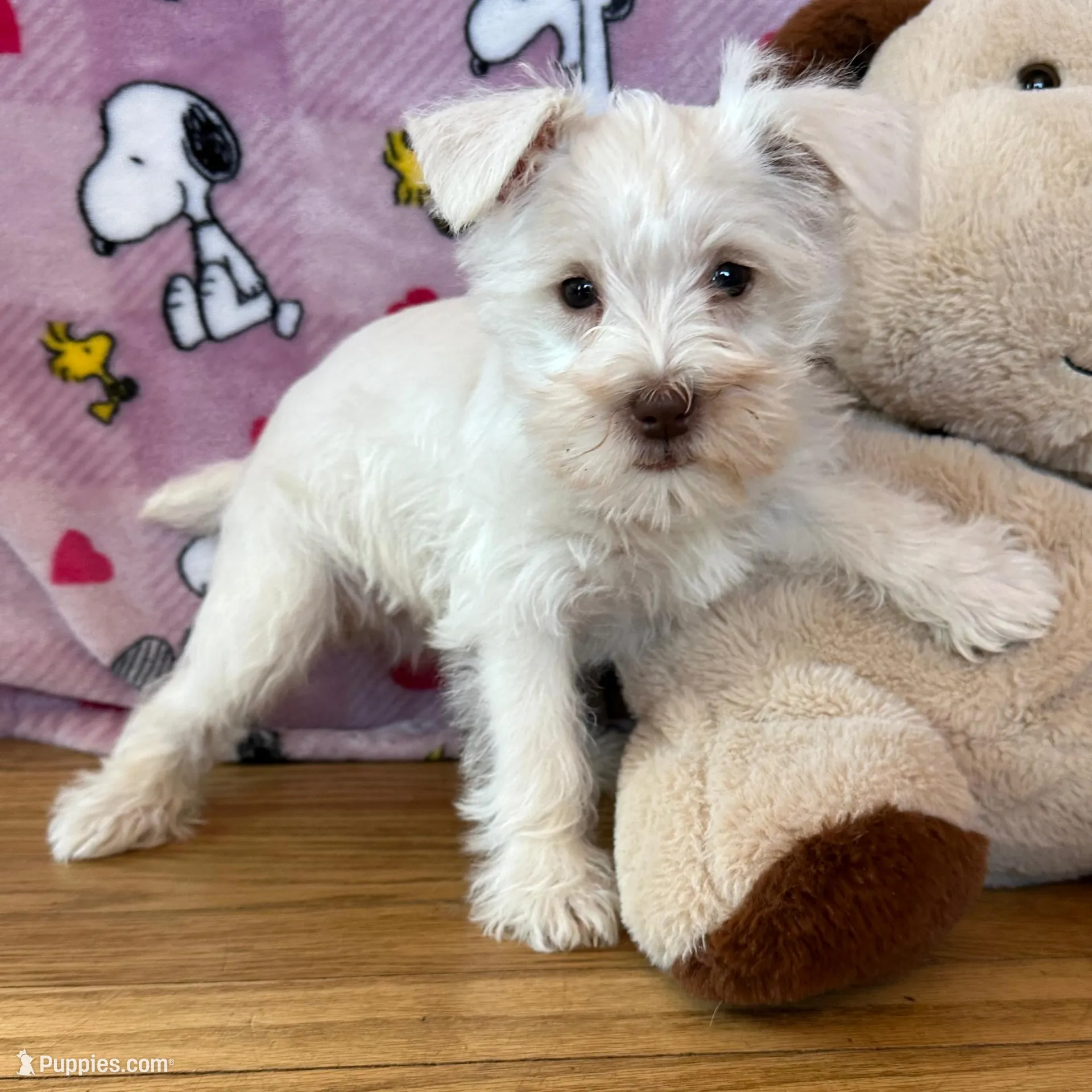 Oreo, a female Miniature Schnauzer for sale in Waterloo, IA – Photo 6 of 10