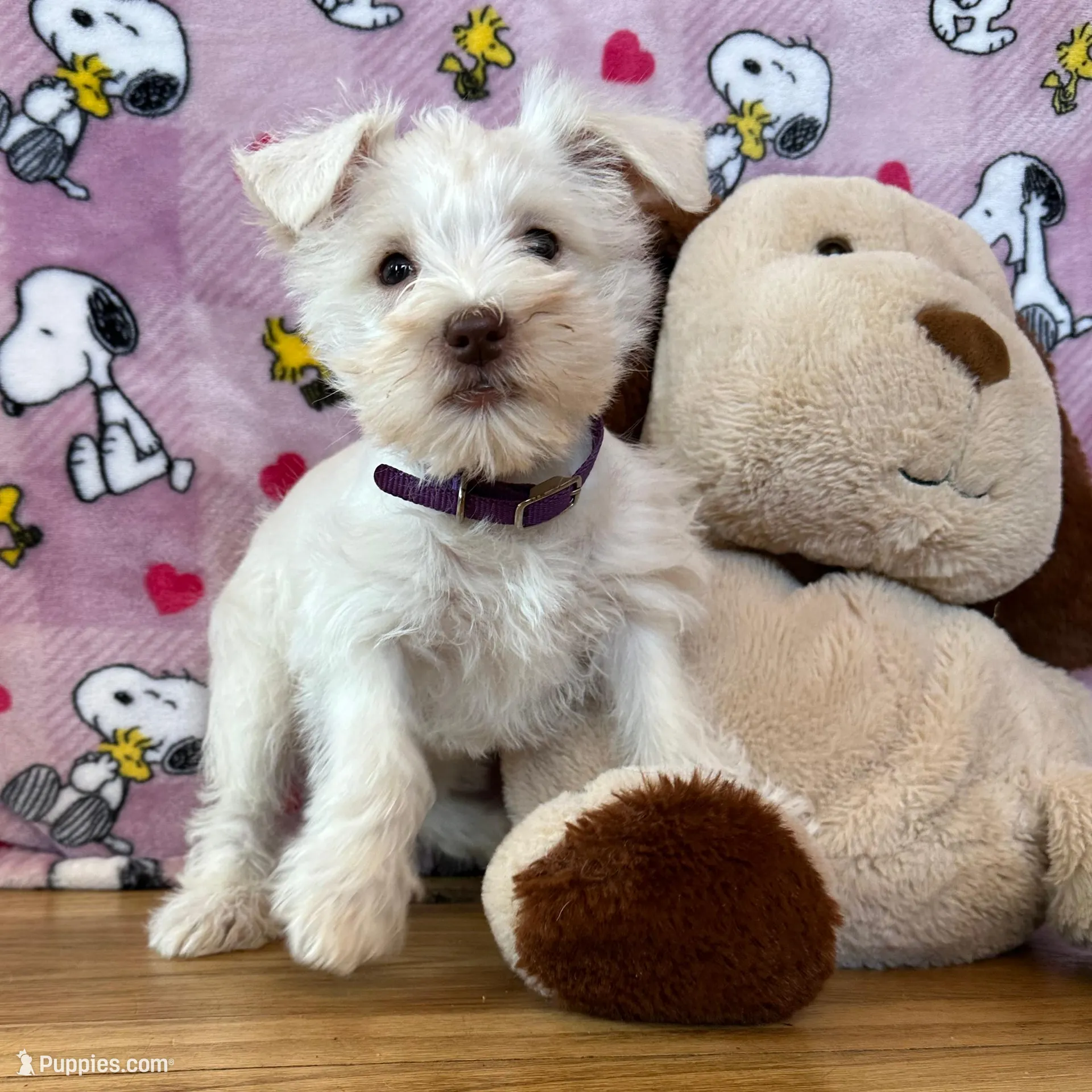 Oreo, a female Miniature Schnauzer for sale in Waterloo, IA – Photo 5 of 10