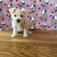 Oreo, a female Miniature Schnauzer for sale in Waterloo, IA – Photo 10 of 10