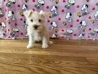 Oreo, a female Miniature Schnauzer for sale in Waterloo, IA – Photo 10 of 10