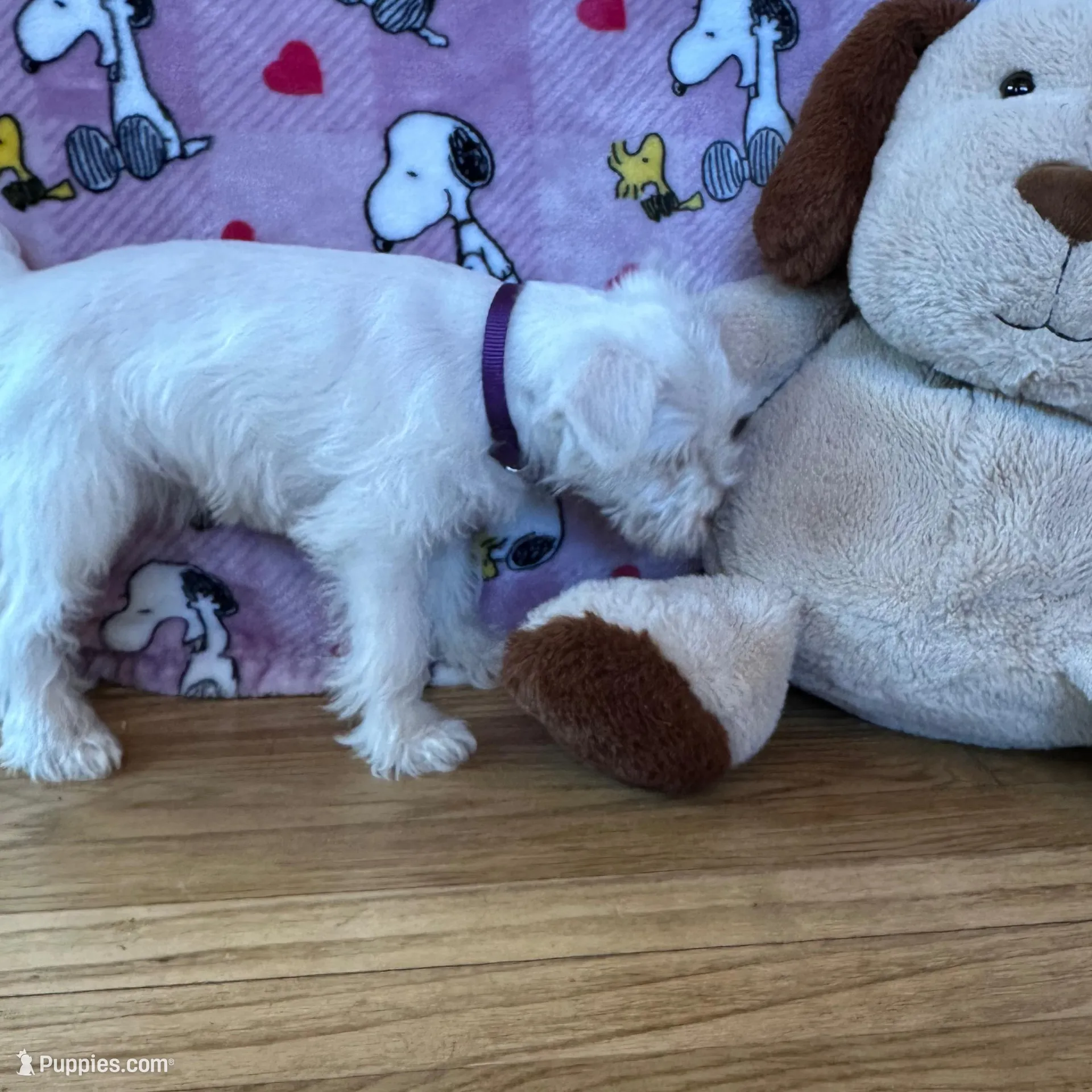 Oreo, a female Miniature Schnauzer for sale in Waterloo, IA – Photo 2 of 10