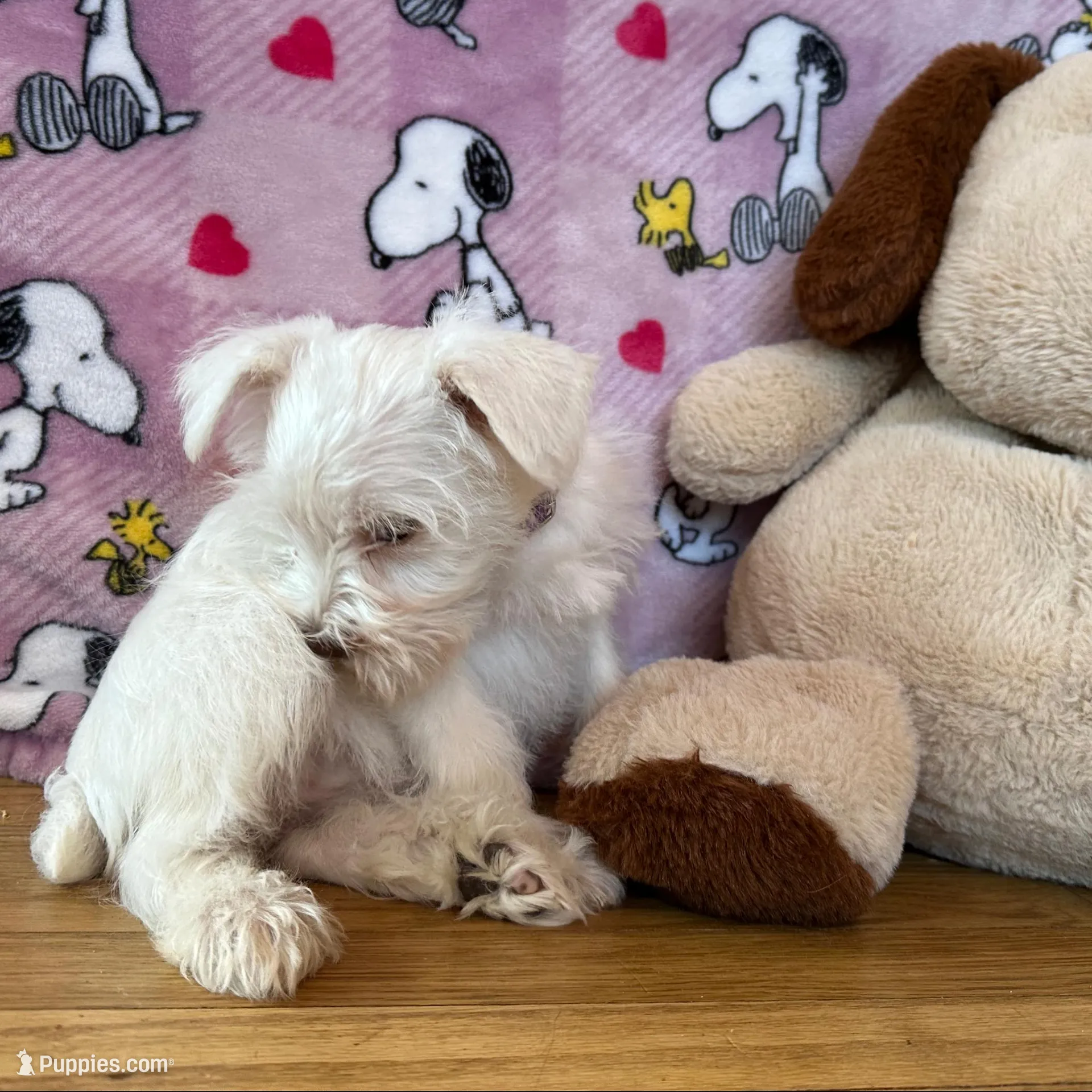 Oreo, a female Miniature Schnauzer for sale in Waterloo, IA – Photo 8 of 10