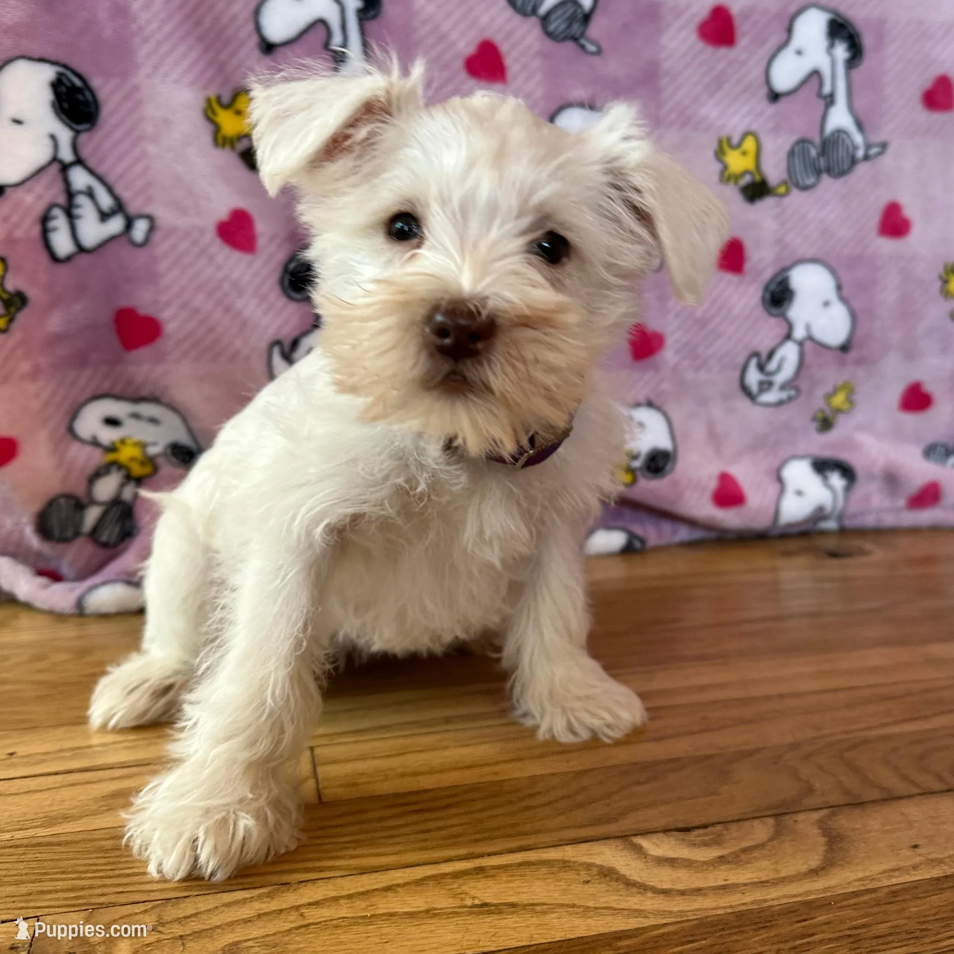 Oreo, a female Miniature Schnauzer for sale in Waterloo, IA – Photo 3 of 10