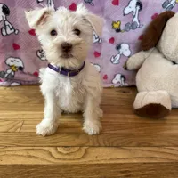 Oreo, a female Miniature Schnauzer for sale in Waterloo, IA – Photo 9 of 10
